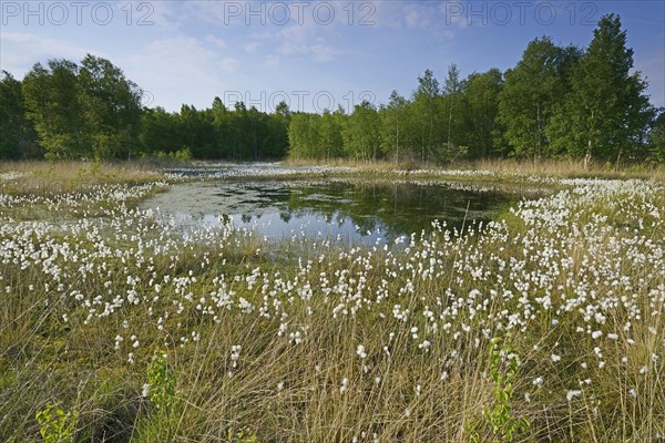 Common Cottongrass or Common Cottonsedge (Eriophorum angustifolium) in a bog