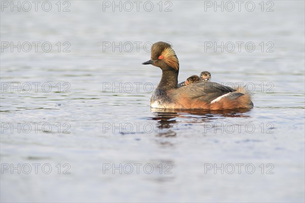 Black-necked Grebe (Podiceps nigricollis) with chicks