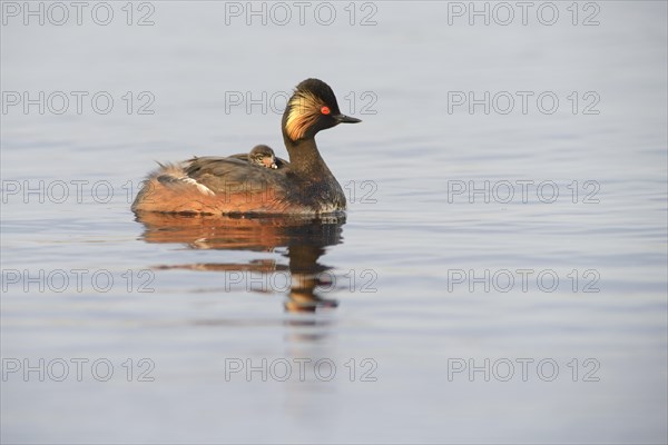 Black-necked Grebe (Podiceps nigricollis) with a chick