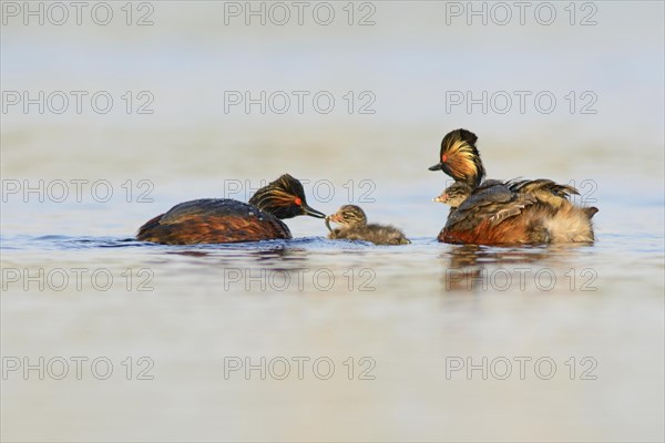 Black-necked Grebes (Podiceps nigricollis) with chicks