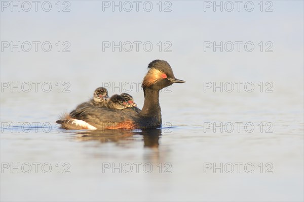 Black-necked Grebe (Podiceps nigricollis) with chicks