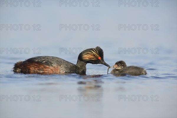 Black-necked Grebe (Podiceps nigricollis) with a chick