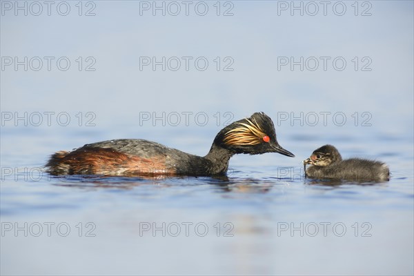 Black-necked Grebe (Podiceps nigricollis) with a chick