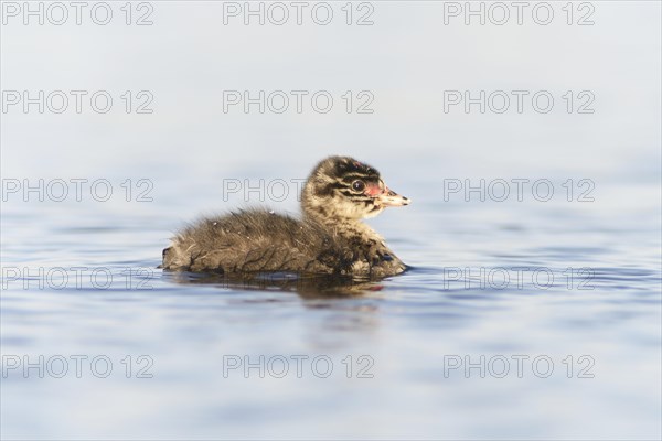 Black-necked Grebe (Podiceps nigricollis)