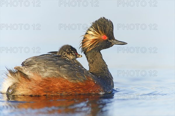 Black-necked Grebe (Podiceps nigricollis) with a chick