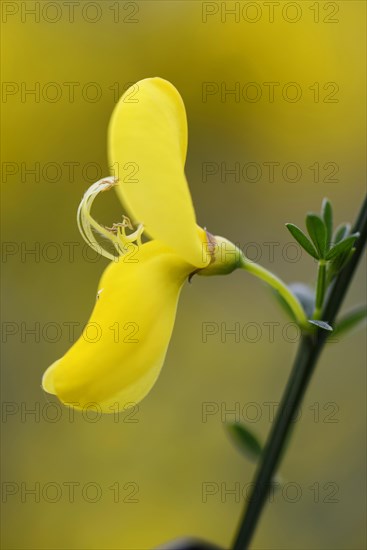 Common Broom or Scotch Broom (Cytisus scoparius)