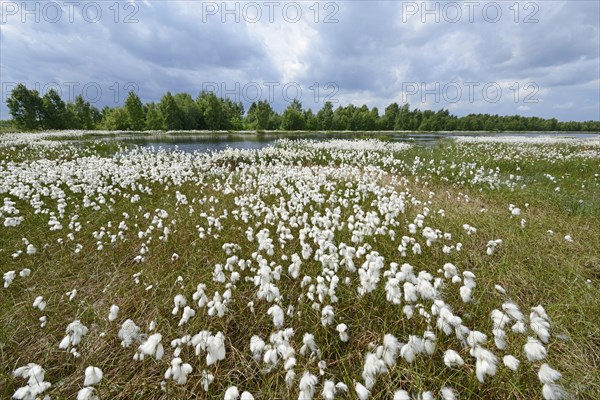 Wetland regeneration area with Common Cottongrass or Common Cottonsedge (Eriophorum angustifolium)