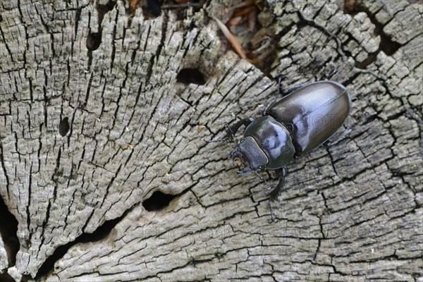 Stag Beetle (Lucanus cervus)