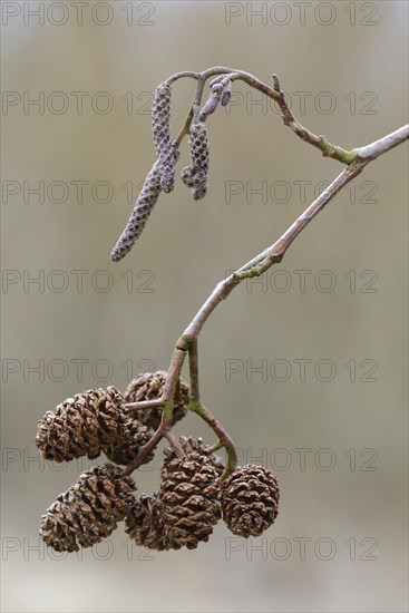 Cones of a Black Alder or European Alder (Alnus glutinosa)