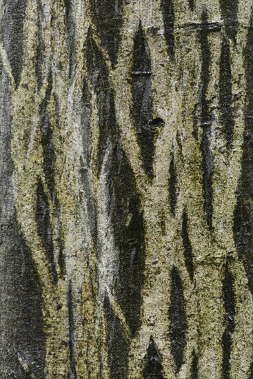 Bark of a European Hornbeam (Carpinus betulus)