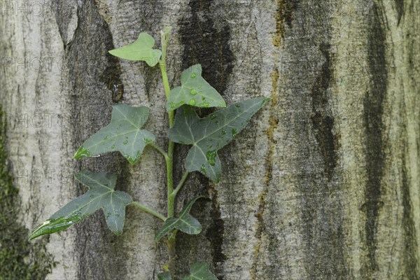 Ivy (Hedera helix) on a European Hornbeam (Carpinus betulus)