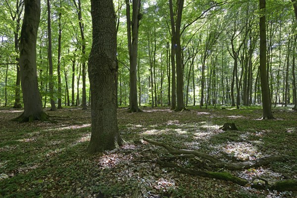 Beech forest with Beech (Fagus sylvatica)