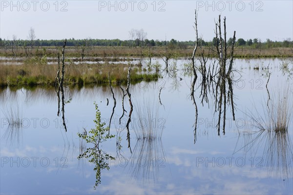 Wetland regeneration area