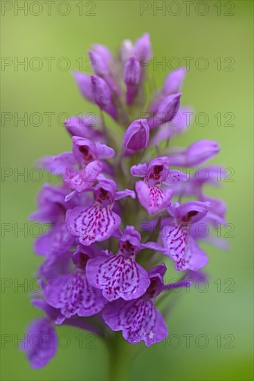 Robust Marsh Orchid (Dactylorhiza elata hybrid 'Alex Duguid')