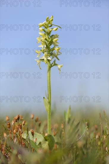 Lesser Butterfly-orchid (Platanthera bifolia)