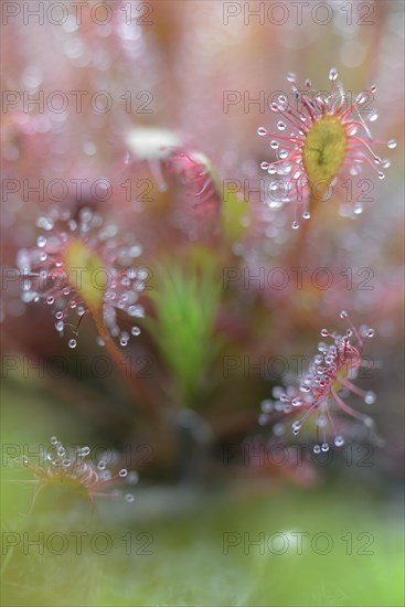 Oblong-leaved Sundew or Spoonleaf Sundew (Drosera intermedia)