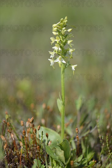 Lesser Butterfly-orchid (Platanthera bifolia)