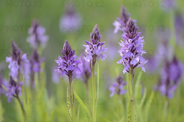 Heath Spotted Orchid or Moorland Spotted Orchid (Dactylorhiza maculata)