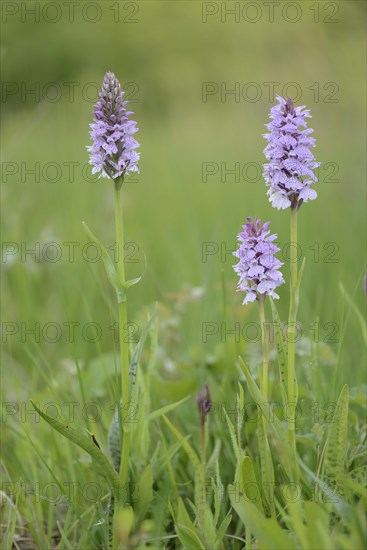 Heath Spotted Orchid or Moorland Spotted Orchid (Dactylorhiza maculata)