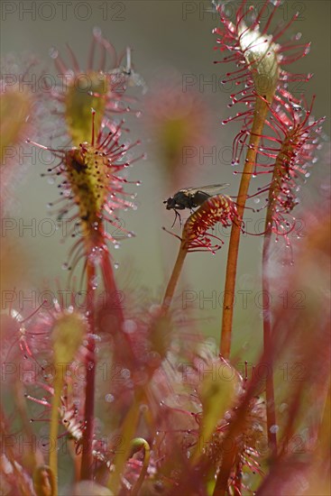 Oblong-leaved Sundew or Spoonleaf Sundew (Drosera intermedia) with a fly