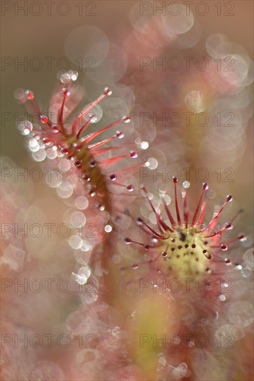 Oblong-leaved Sundew or Spoonleaf Sundew (Drosera intermedia)