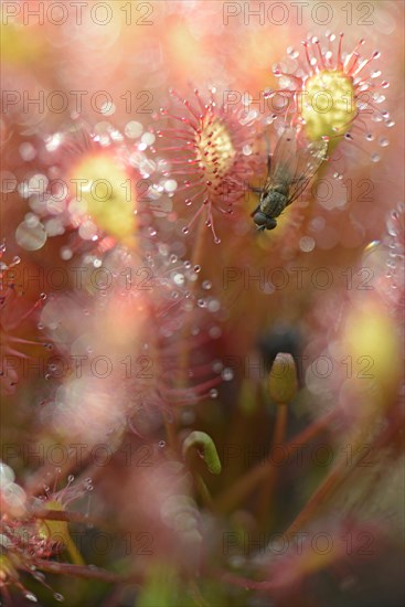 Oblong-leaved Sundew or Spoonleaf Sundew (Drosera intermedia) with a fly