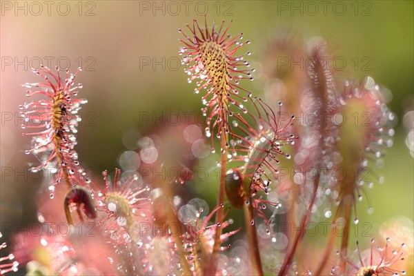 Oblong-leaved Sundew or Spoonleaf Sundew (Drosera intermedia)