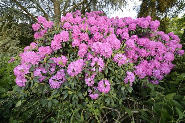 Catawba Rhododendron (Rhododendron catawbiense)