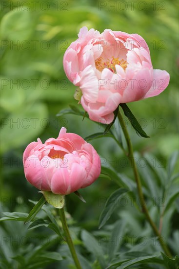 Coral Charm' Peony hybrid (Paeonia)