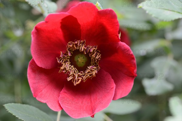 Rose species (Rosa moyesii)