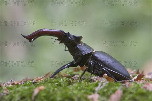 Stag Beetle (Lucanus cervus)