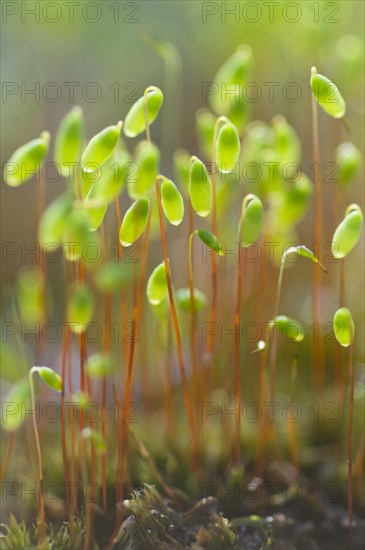 Sporangia of Bank Haircap Moss (Polytrichum formosum)
