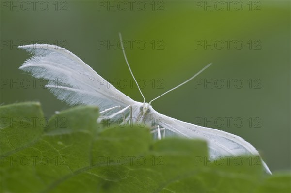 White Plume Moth (Pterophorus pentadactyla)