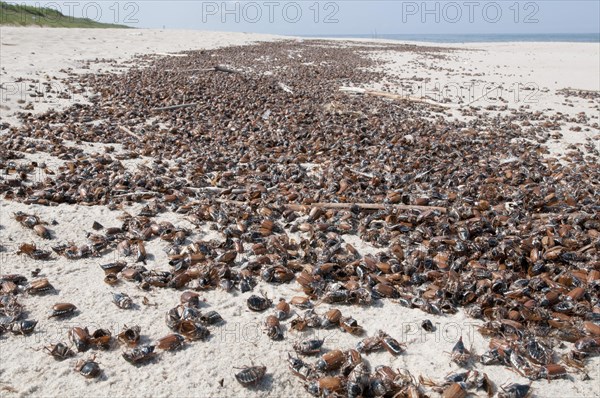 Washed-up dead Cockchafers or May Bugs (Melolontha melolontha) on a Baltic Sea beach