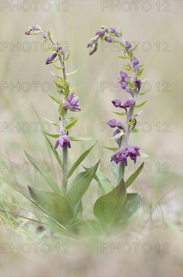 Dark Red Helleborine or Royal Helleborine (Epipactis atrorubens)