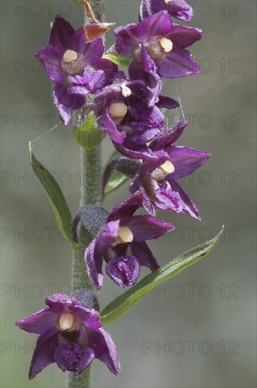 Dark Red Helleborine or Royal Helleborine (Epipactis atrorubens)