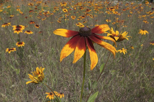 Meadow with Rudbeckias or Coneflowers (Rudbeckia hybrid)