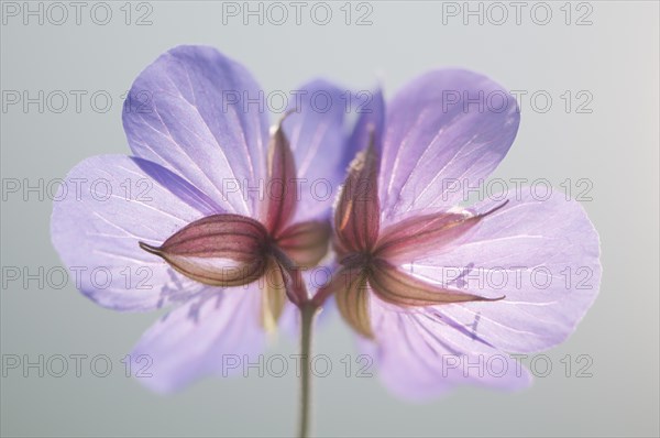 Meadow Cranesbill (Geranium pratense)