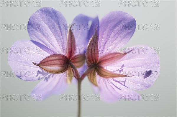 Meadow Cranesbill (Geranium pratense) with a weevil