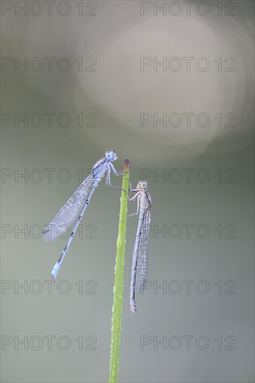 Azure Damselflies (Coenagrion puella)