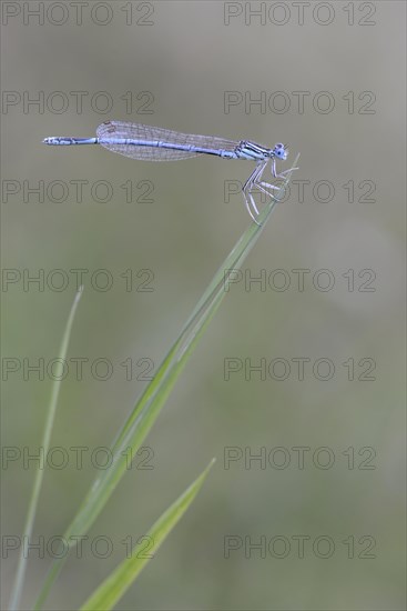 White-legged Damselfly or Blue Featherleg (Platycnemis pennipes)