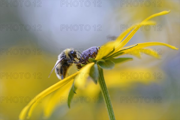 White-tailed Bumblebee (Bombus lucorum)