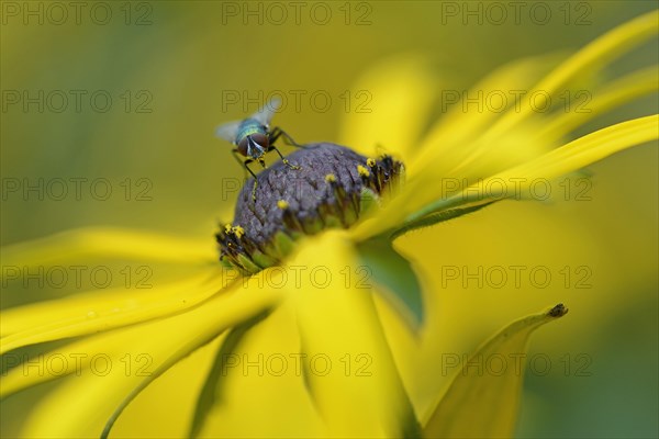 Green Bottle Fly (Lucilia caesar)