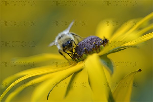 White-tailed Bumblebee (Bombus lucorum)