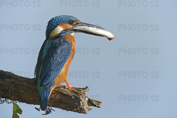 Kingfisher (Alcedo atthis)