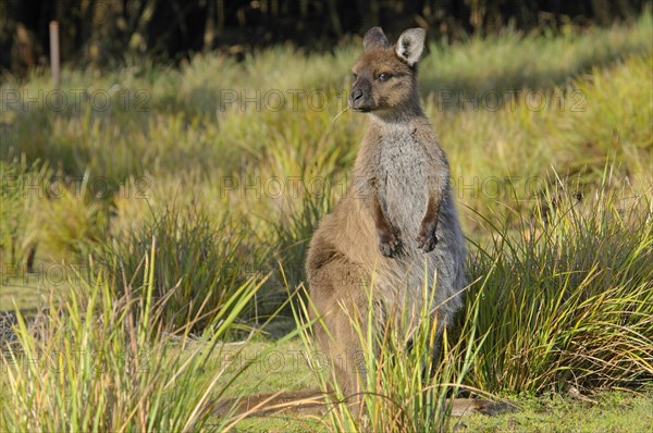 Western Grey Kangaroo or Kangaroo Island Kangaroo (Macropus fuliginosus)