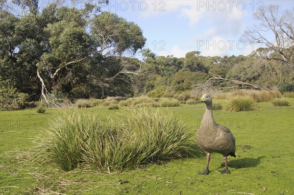 Cape Barren Goose (Cereopsis novae-hollandiae)