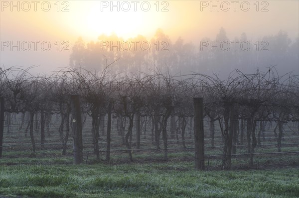 Grapevines (Vitis vinifera)