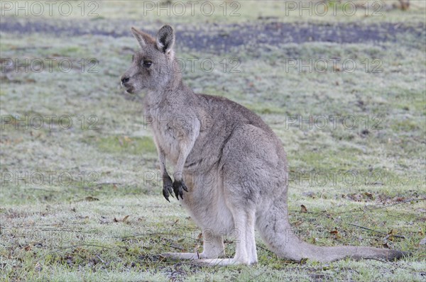 Western Grey Kangaroo or Kangaroo Island Kangaroo (Macropus fuliginosus)