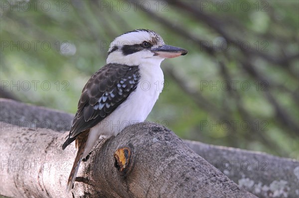 Laughing Kookaburra (Dacelo novaeguineae)